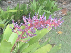 Aechmea fendleri