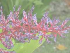 Aechmea fendleri