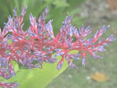 Aechmea fendleri