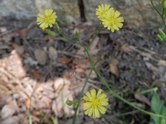 Youngia japonica