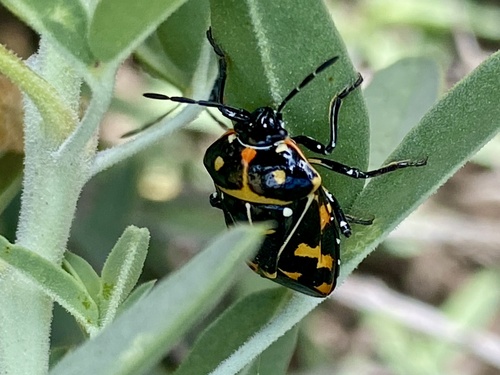 iNaturalist observation photo of Harlequin Bug