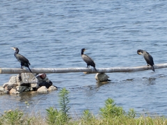 Phalacrocorax carbo
