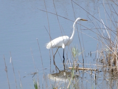 Ardea alba