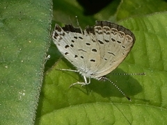Pseudozizeeria maha
