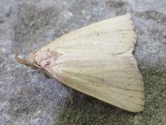 Stenhypena nigripuncta