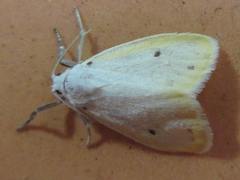 Miltochrista calamina