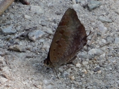Arhopala bazalus