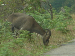 Nilgiritragus hylocrius