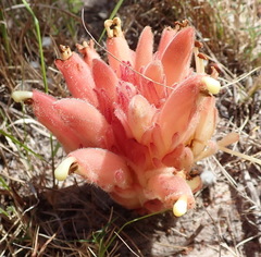 Hyobanche sanguinea