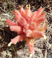 Hyobanche sanguinea