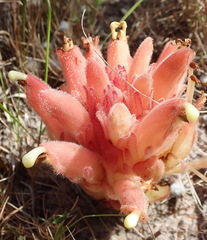 Hyobanche sanguinea