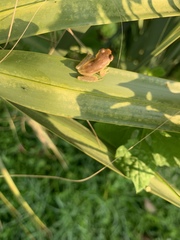 Osteopilus septentrionalis