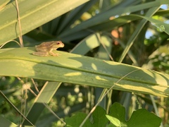 Osteopilus septentrionalis