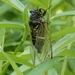Black Giant Cicada - Photo (c) Thomas Bütikofer, some rights reserved (CC BY-NC), uploaded by Thomas Bütikofer