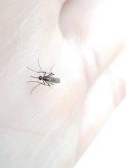 Aedes atlanticus