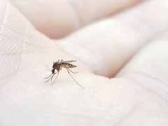 Aedes atlanticus