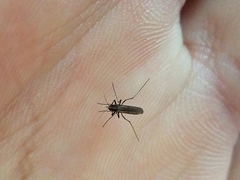 Aedes atlanticus