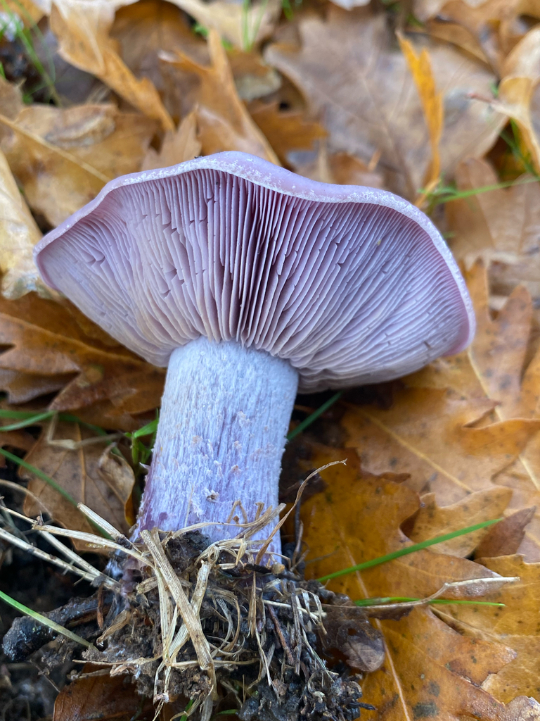 Collybia nuda · May 2025 · photo: © crellow (iNaturalist, cc0)