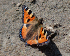 Aglais urticae