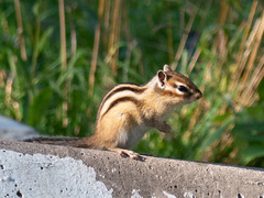 Eutamias sibiricus