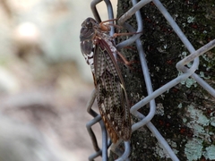 Graptopsaltria nigrofuscata