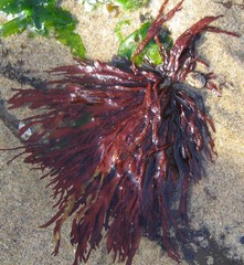 Prionitis lanceolata