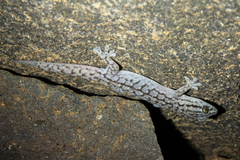 Gehyra versicolor