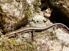 Plestiodon japonicus