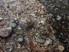 Caridina serrata