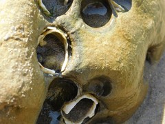 Platyodon cancellatus