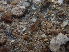 Caridina serrata