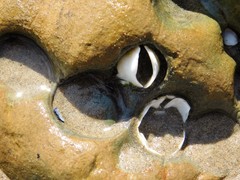 Platyodon cancellatus