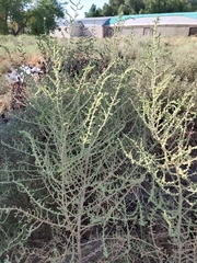 Caroxylon imbricatum
