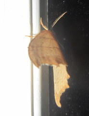 Drepana bilineata