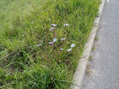 Cichorium intybus intybus