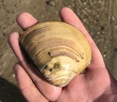 Meretrix