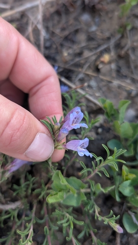 Penstemon crandallii, photograph 2