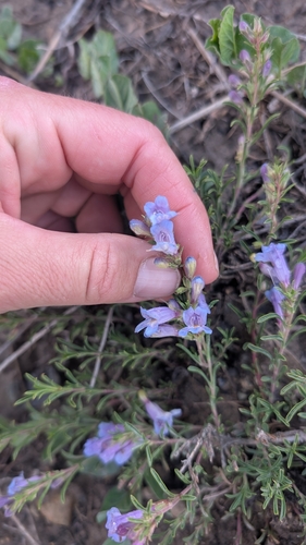 Penstemon crandallii, photograph 3