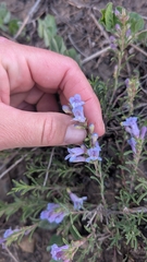 Penstemon crandallii, photograph author not stated, no rights reserved
