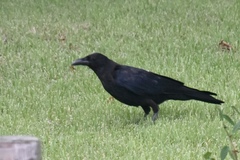 Corvus corone