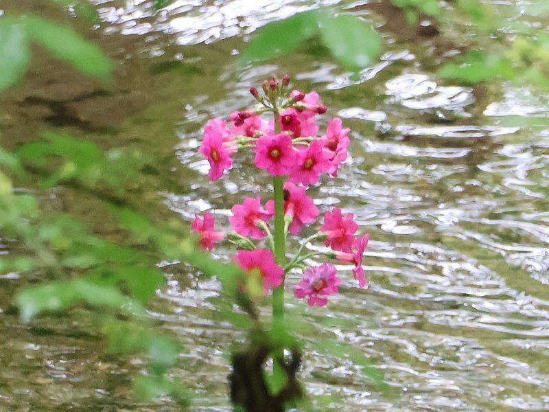 Japanese Primrose from Ward Pound Ridge Reservation, NY 10518, USA on ...