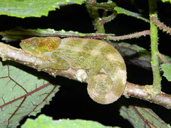 Calumma crypticum