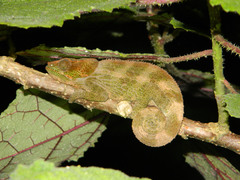 Calumma crypticum