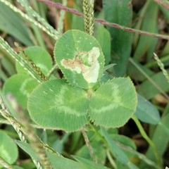 Liriomyza fricki