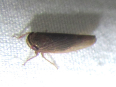 Chlorotettix necopinus