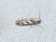 Coleotechnites australis