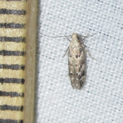 Coleotechnites australis