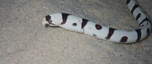 Banded snake eel (Myrichthys colubrinus) — Ophichthidae — 4