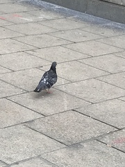 Columba livia domestica