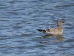 Larus argentatus